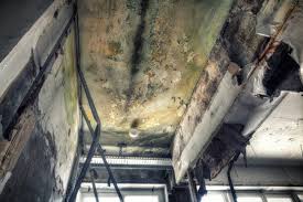 Professional Mold Removal Services in Mountain Home, ID